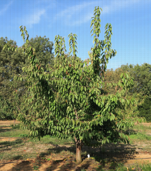 Cerise - Feroni greffée sur Sto 3 : arbre en 4e feuille